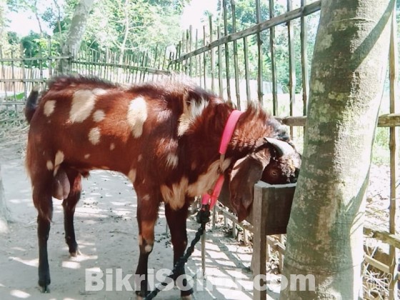 শিরোহি তিন দাঁতের পাঁঠা বিক্রি